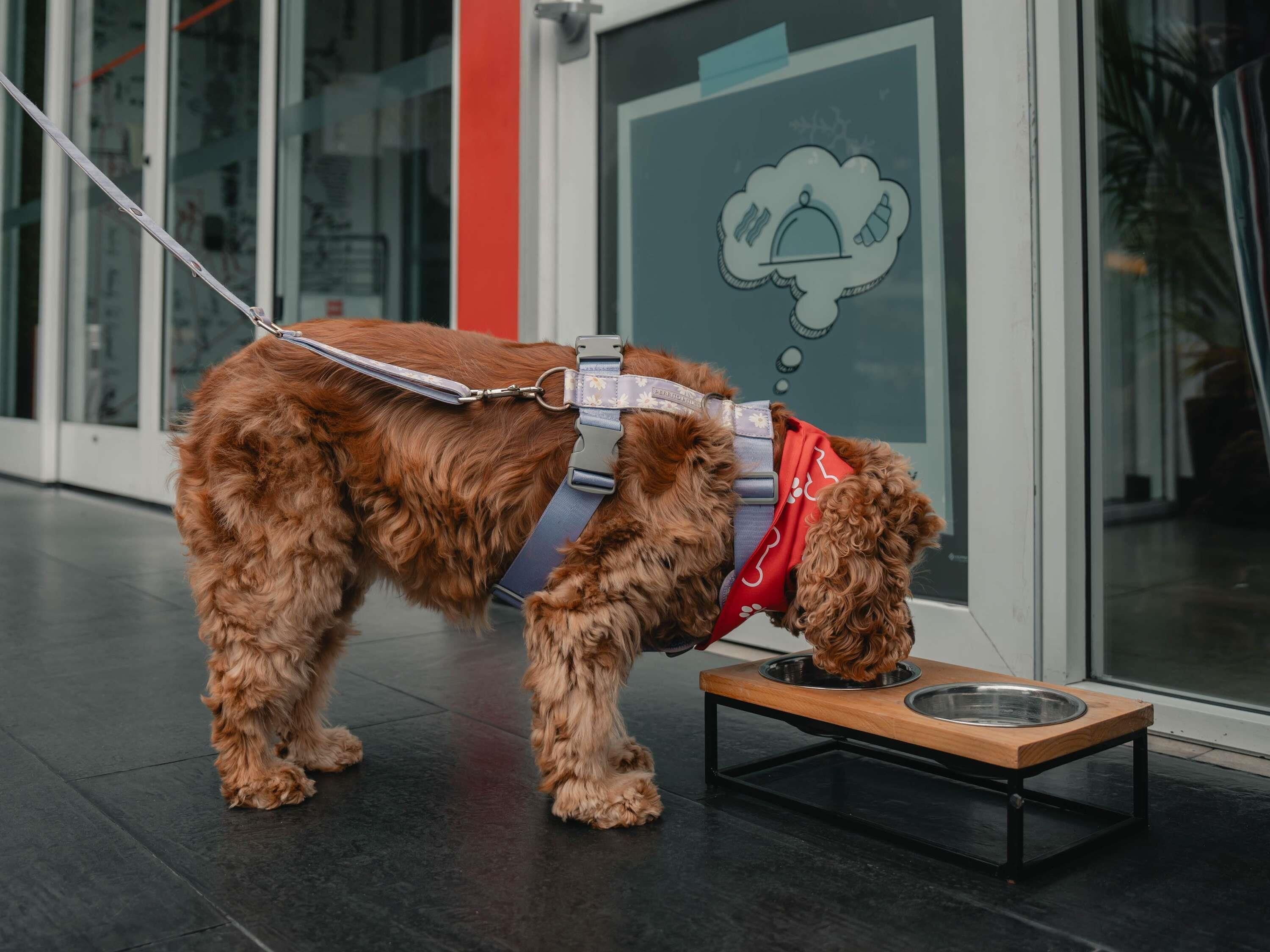 A dog with a harness and a red bandana standing on a tiled floor next to a metal bowl.