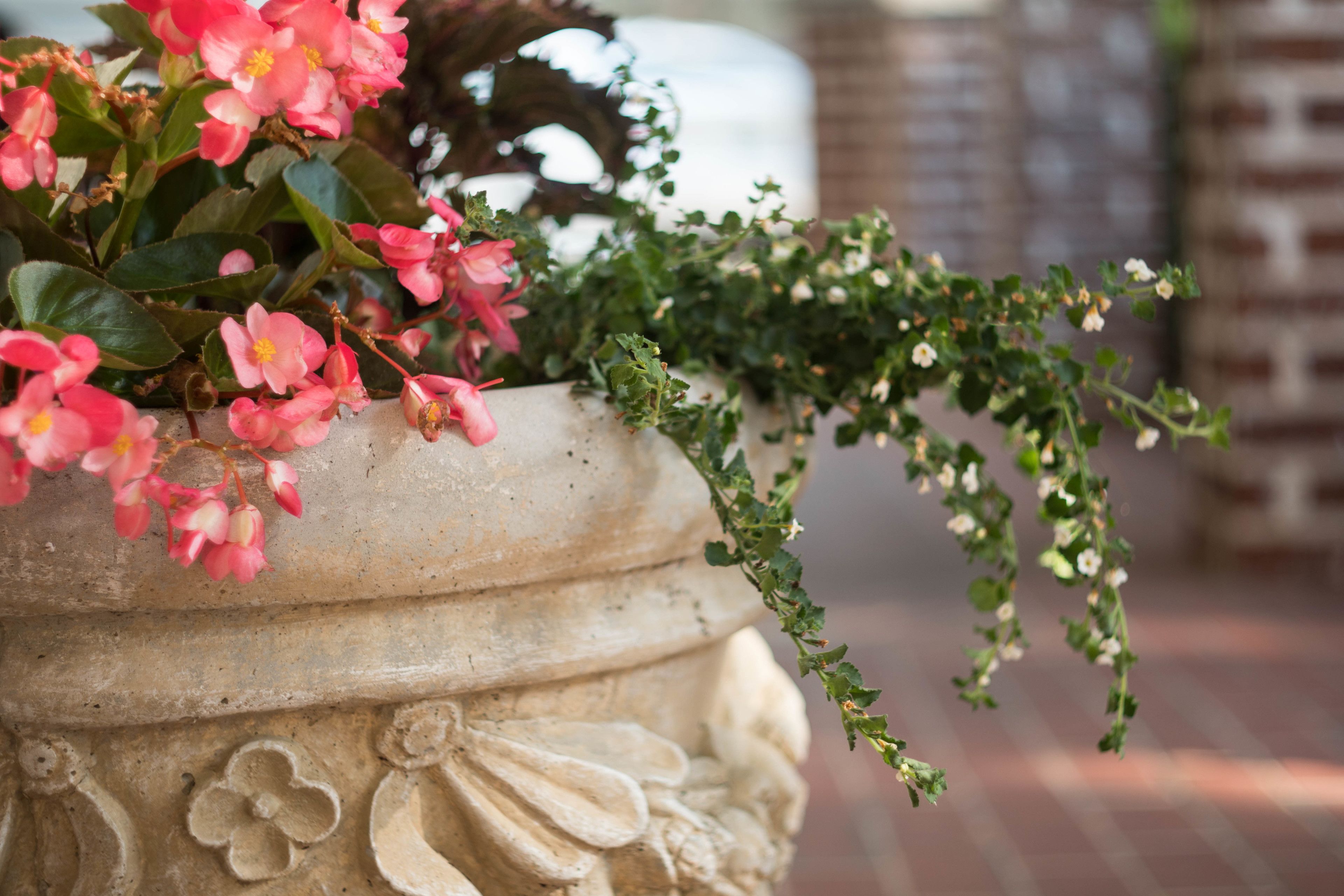 A stone planter with pink flowers and green foliage.