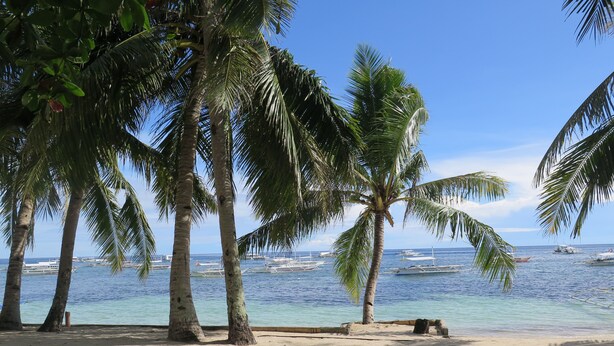 A beach with palm trees and boats in the water. - Bohol Divers Resort (Tagbilaran)