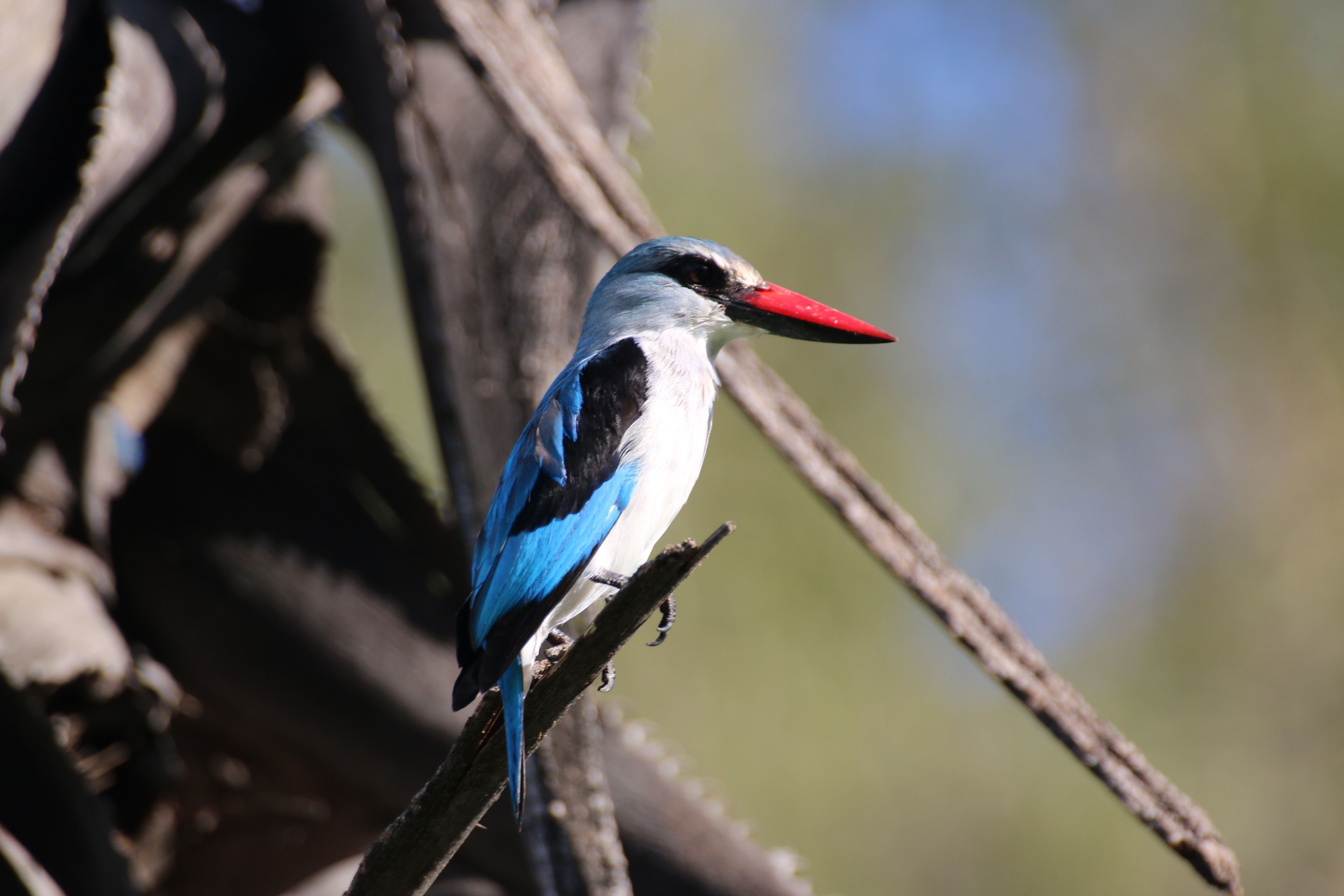 Un oiseau était perché sur une branche.