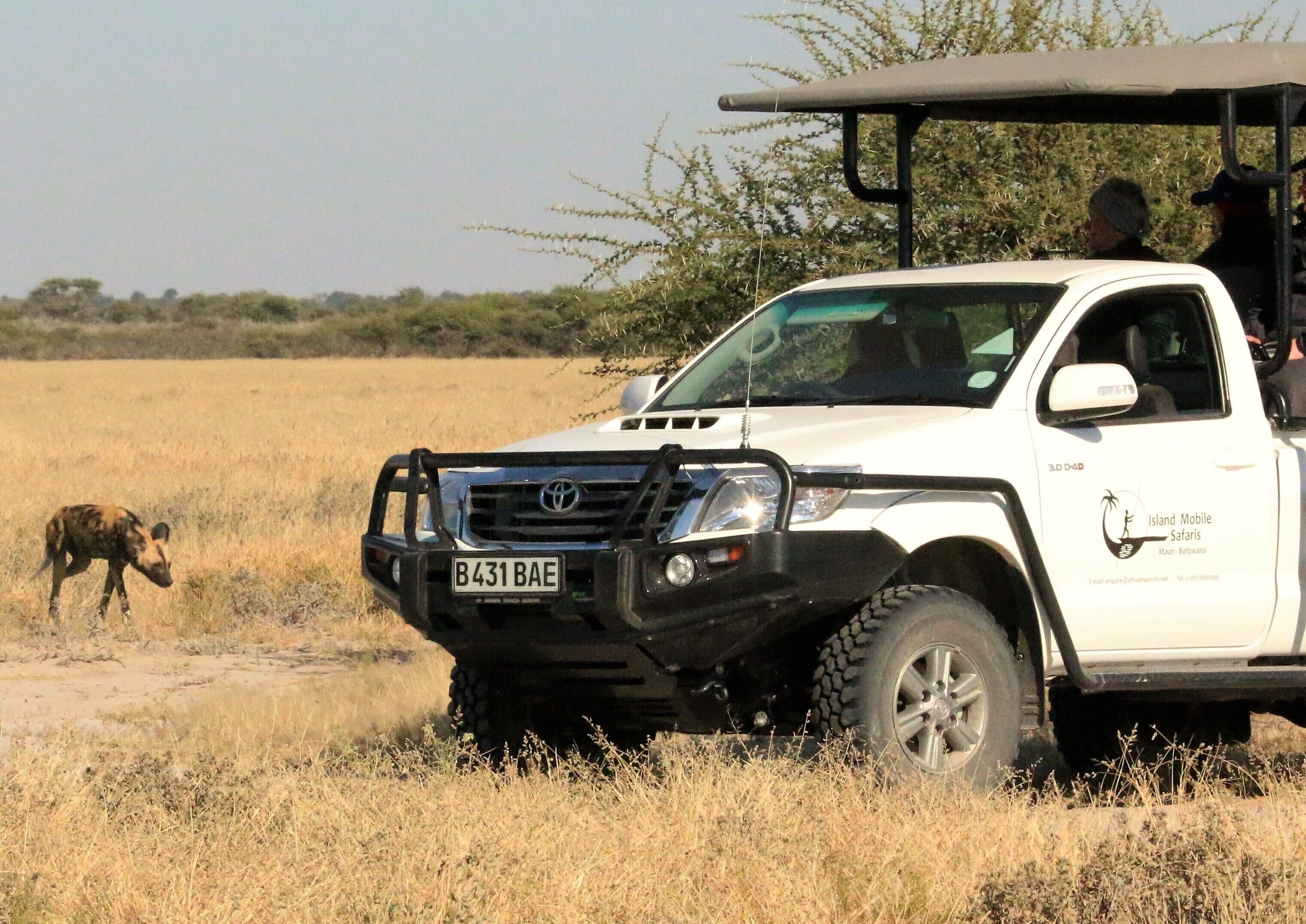 Un SUV blanco con portaequipajes estacionado en un campo de hierba seca, con un animal salvaje al fondo.