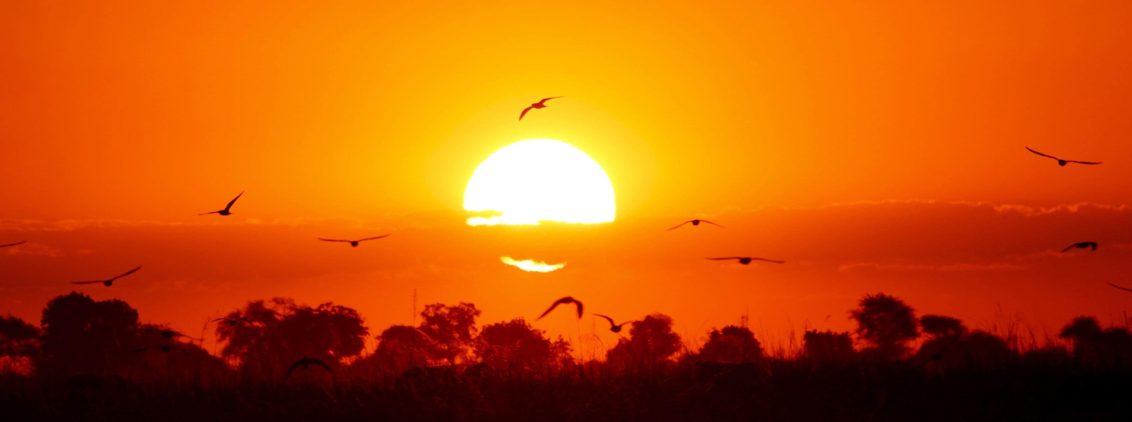 A sunset with the sun low on the horizon, silhouetted trees, and birds flying.