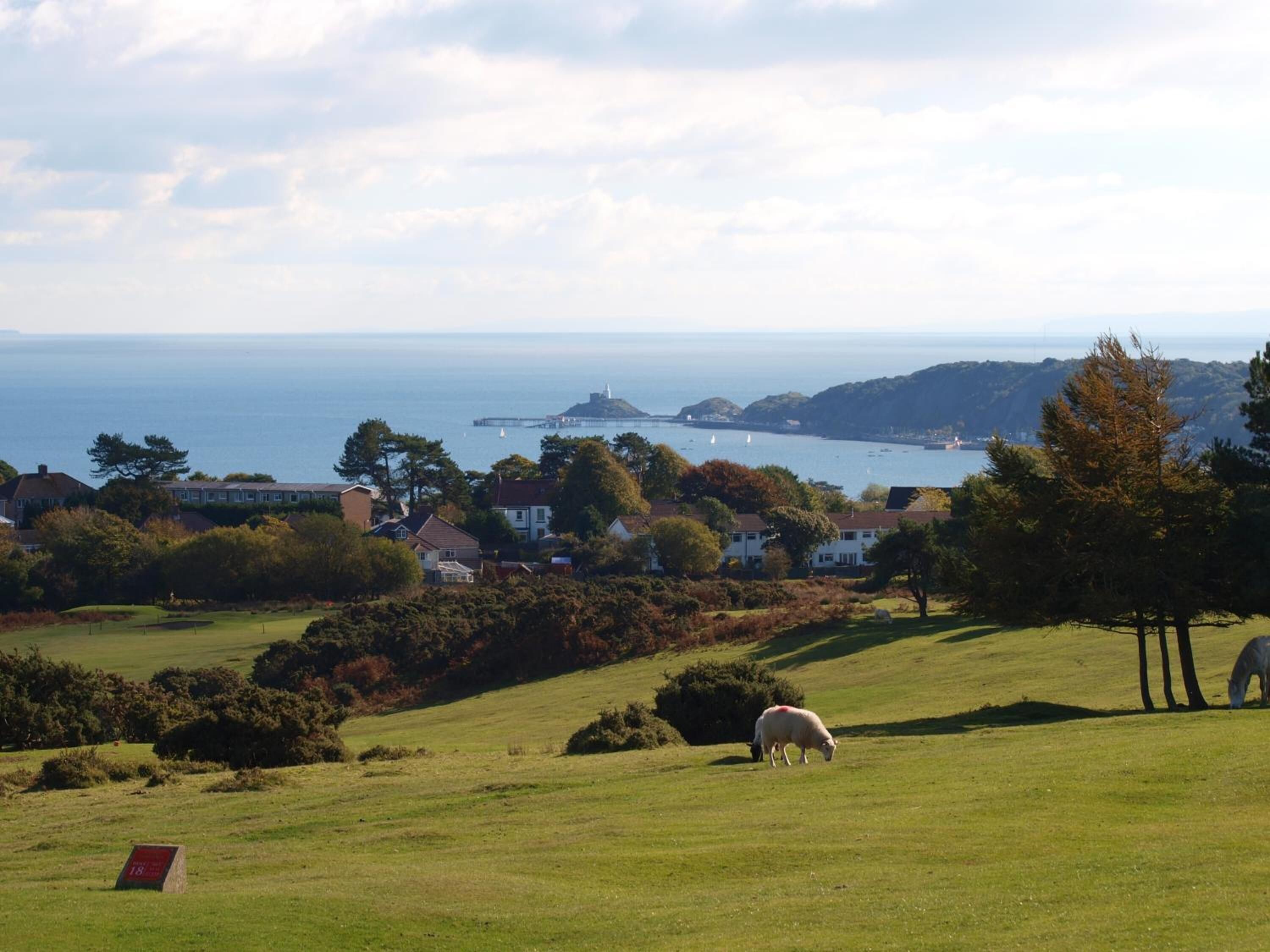 A coastal landscape with a grassy field, a sheep grazing, and houses in the background.
