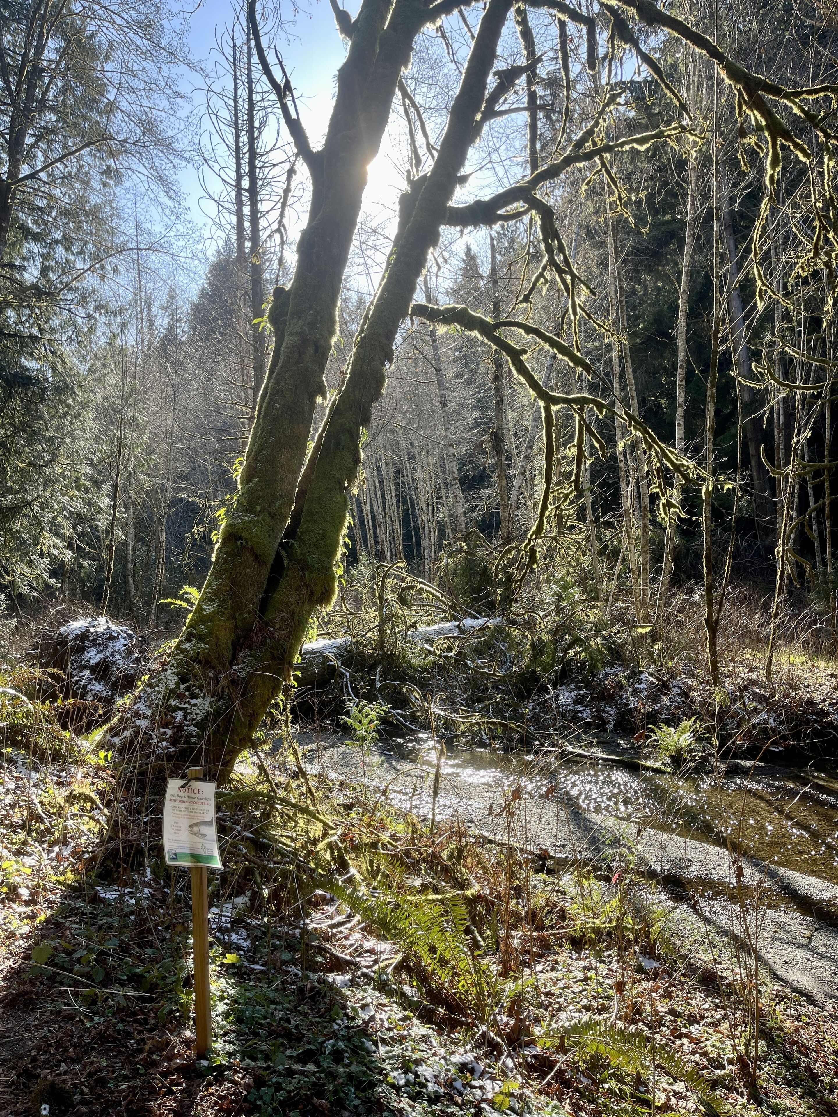 A forested area with a stream, a fallen tree, and a signpost.