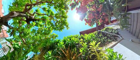 Un jardin luxuriant, avec une grande variété de plantes, et un ciel d’un bleu éclatant.