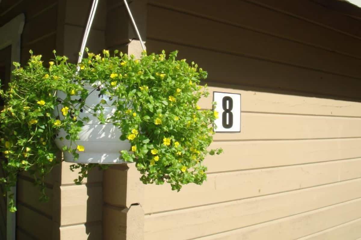 A hanging planter with yellow flowers against a beige building wall with a house number '8'.