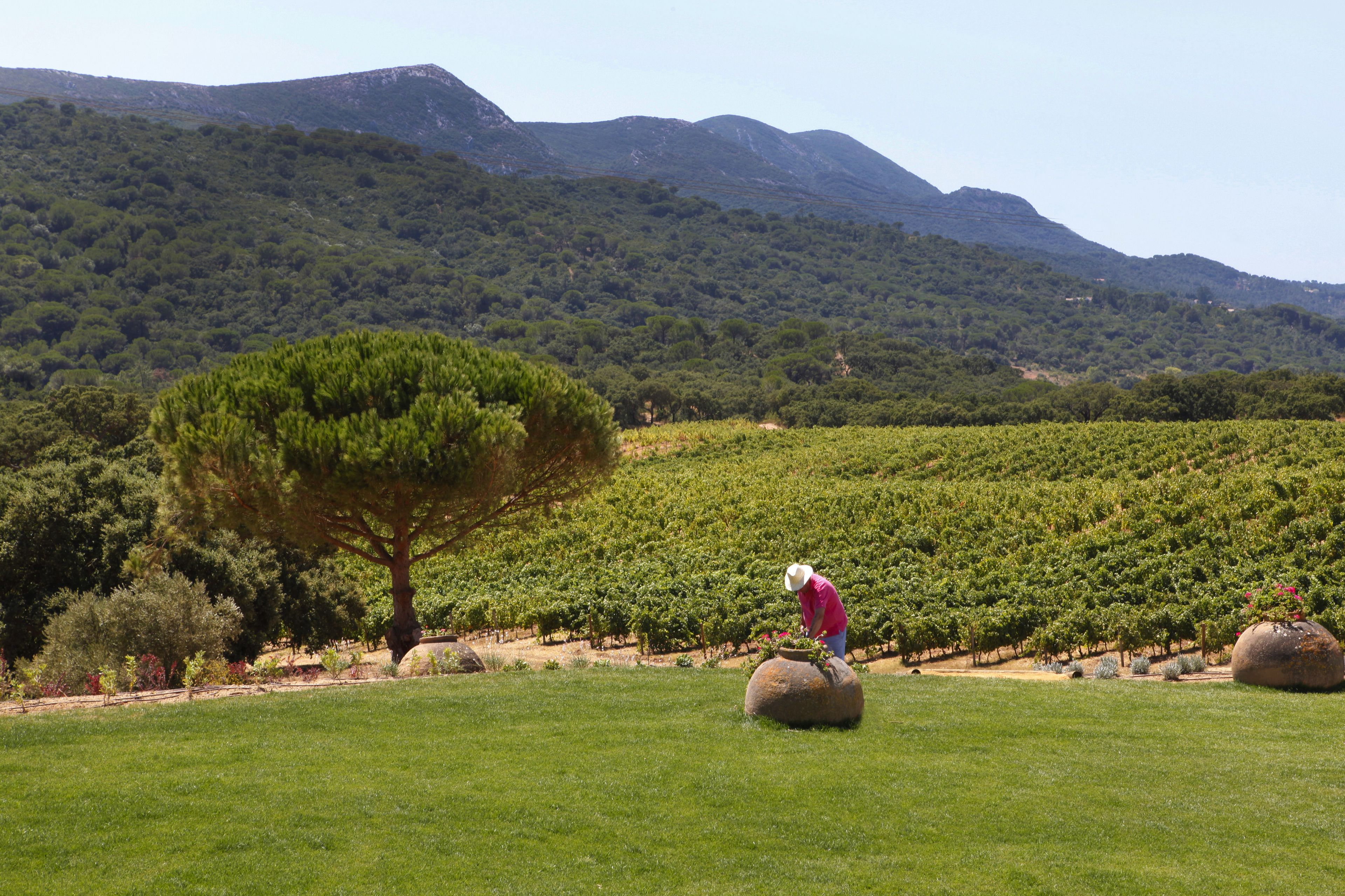 Un vignoble avec des rangées de vignes et une personne qui s’occupe des plants.