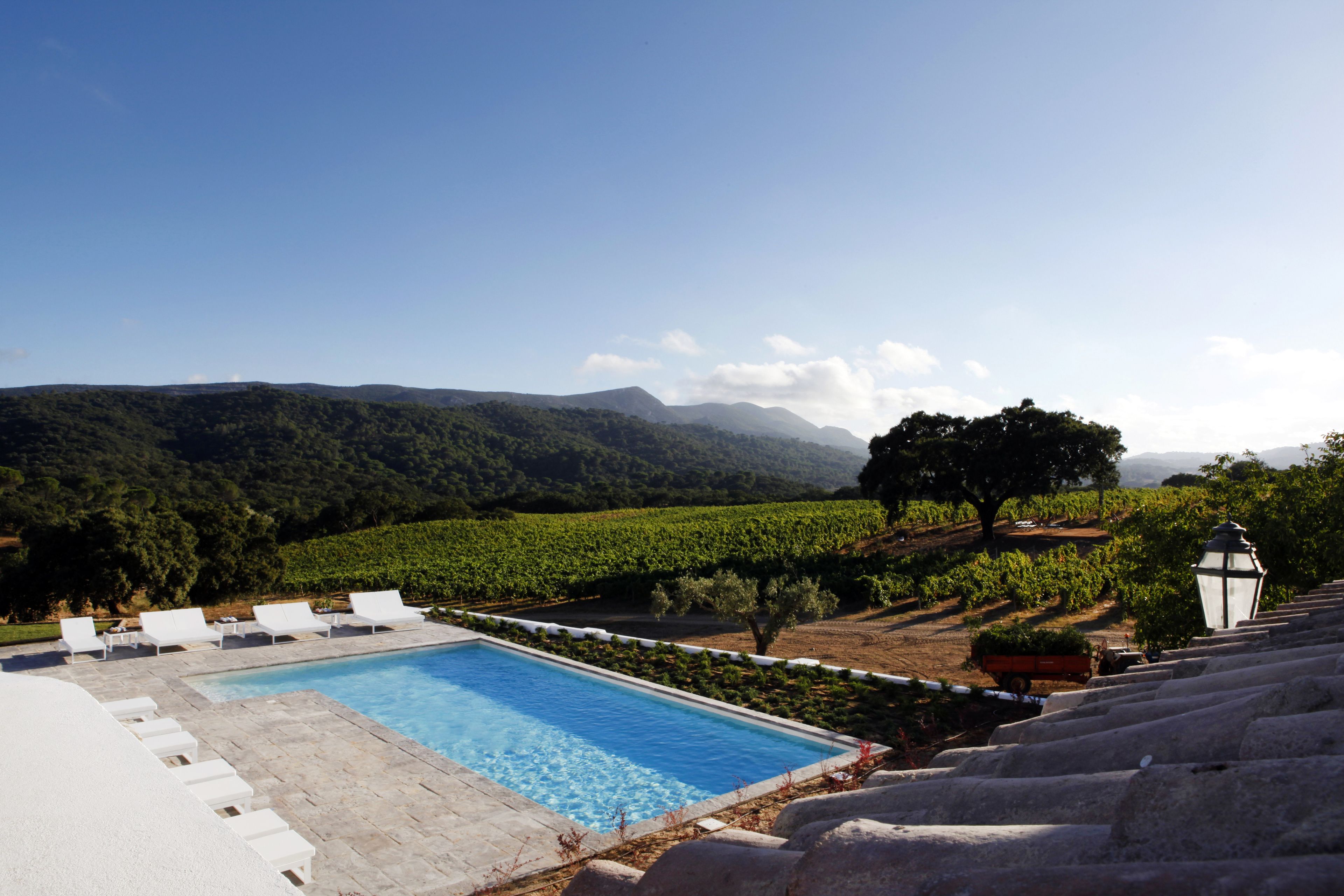 A pool with lounge chairs, a vineyard in the background, and a lamp post.