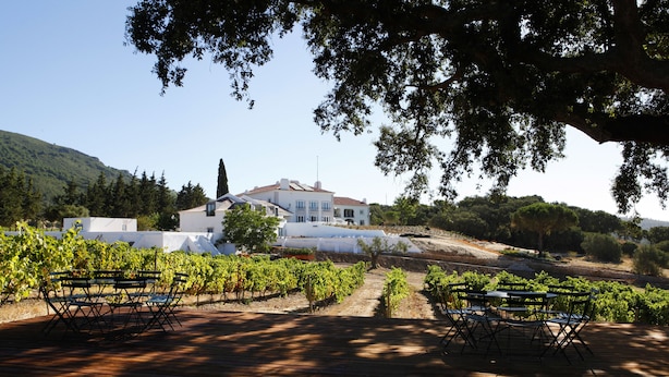A vineyard with rows of grapevines, a wooden deck with tables and chairs, and a white building in the background. - Hotel Casa Palmela (Setubal)