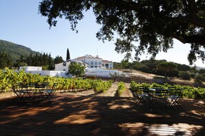 A vineyard with rows of grapevines, a wooden deck with tables and chairs, and a white building in the background.