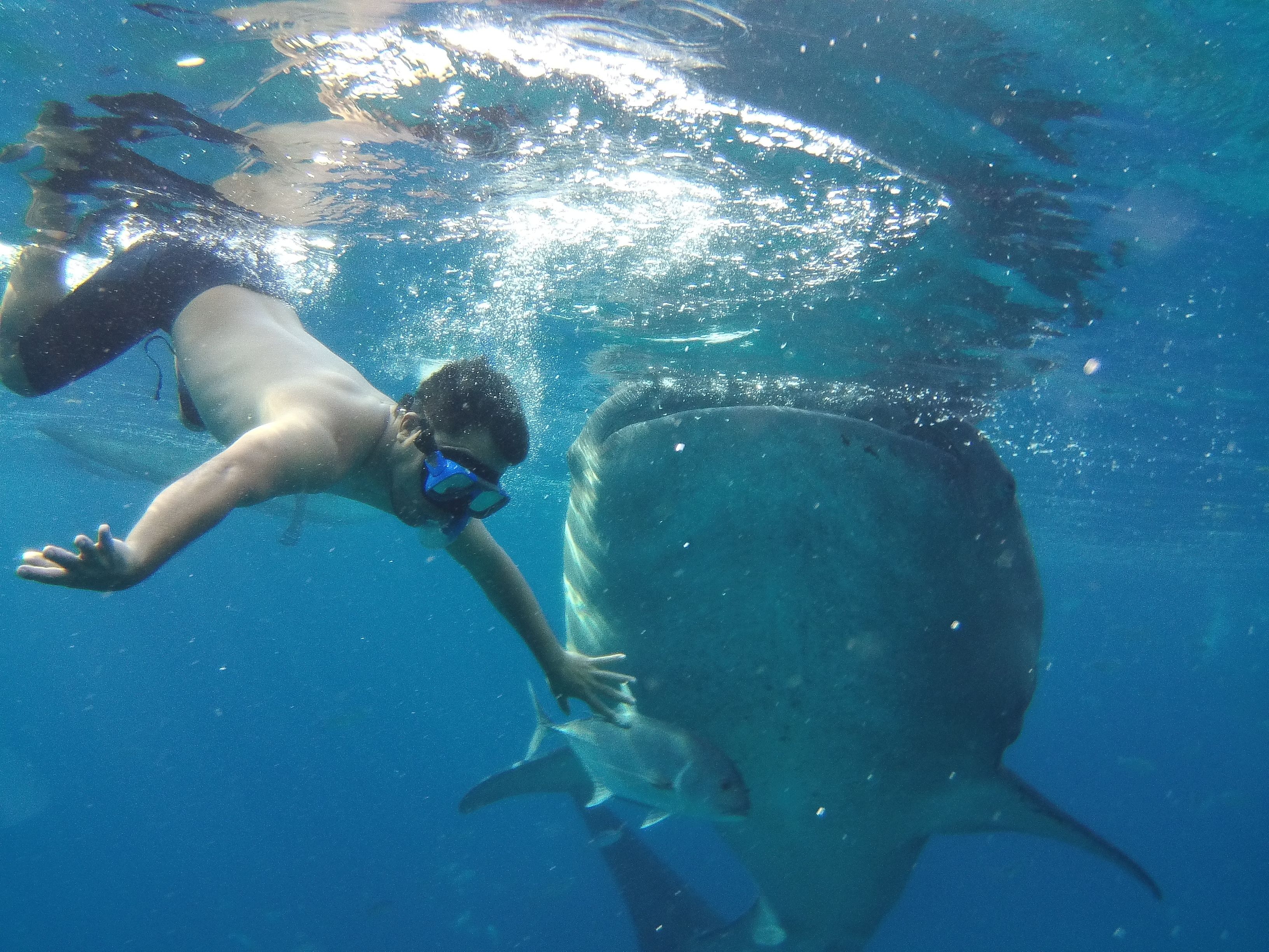A person swimming with a large fish.