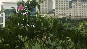 A view of a building with multiple floors and a flat roof, surrounded by greenery.