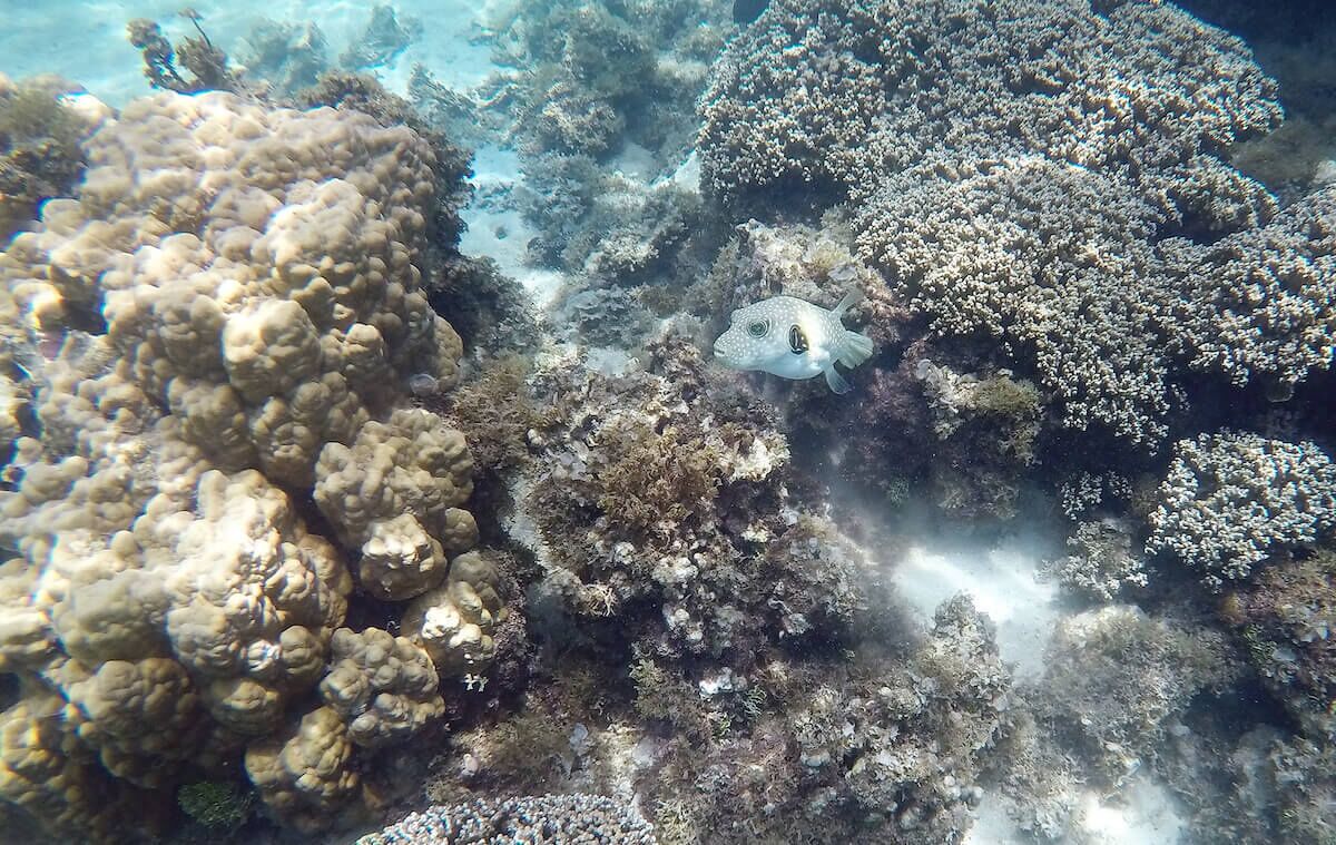 A coral reef with a fish swimming among the corals.