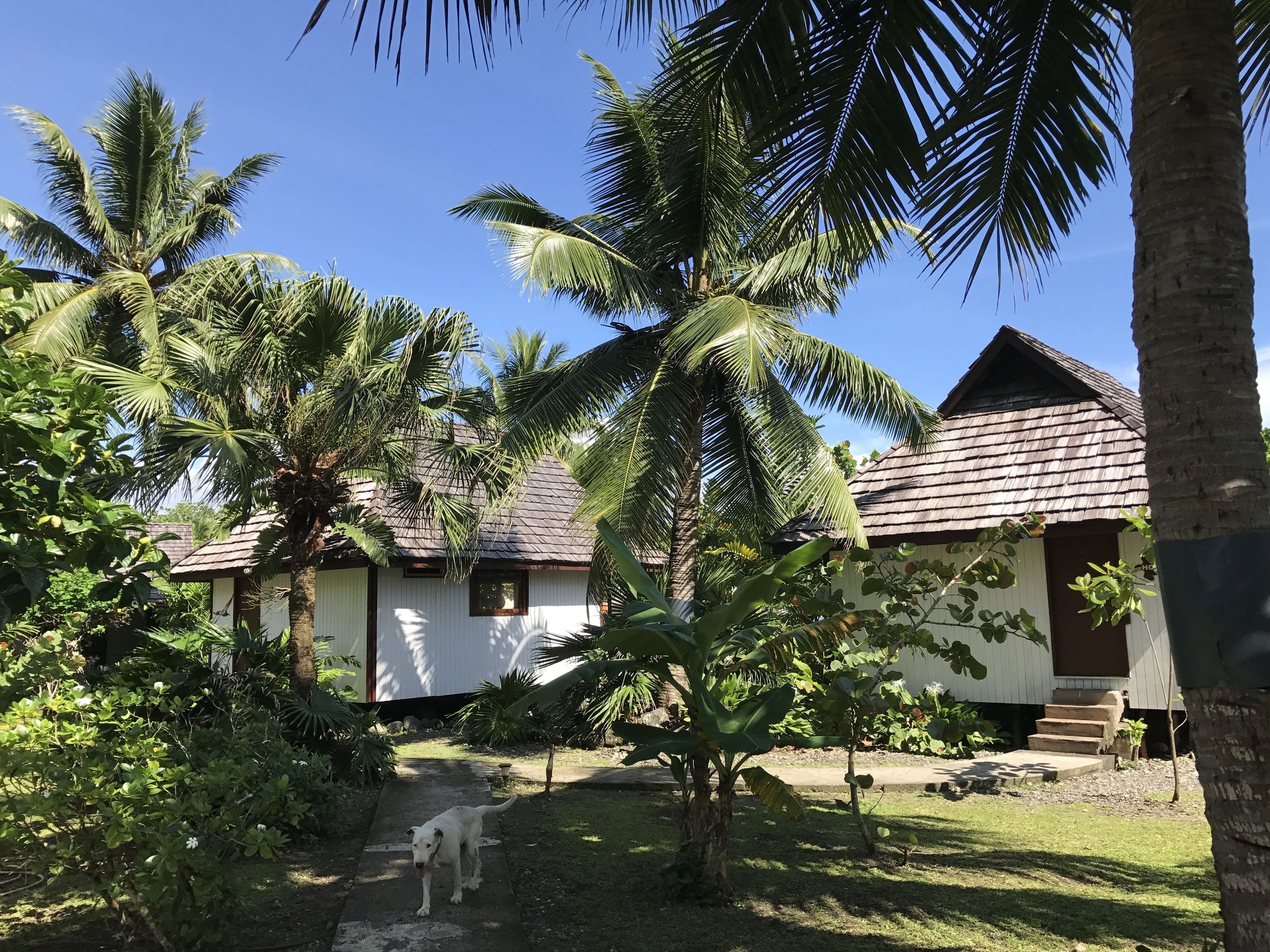 Un complexe hôtelier tropical avec des palmiers, un sentier et un bâtiment doté d’un toit en tuiles.
