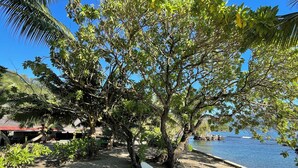 A beach with a tree providing shade, a small dock, and a clear view of the water. - Punatea Village (Taiarapu-Est)