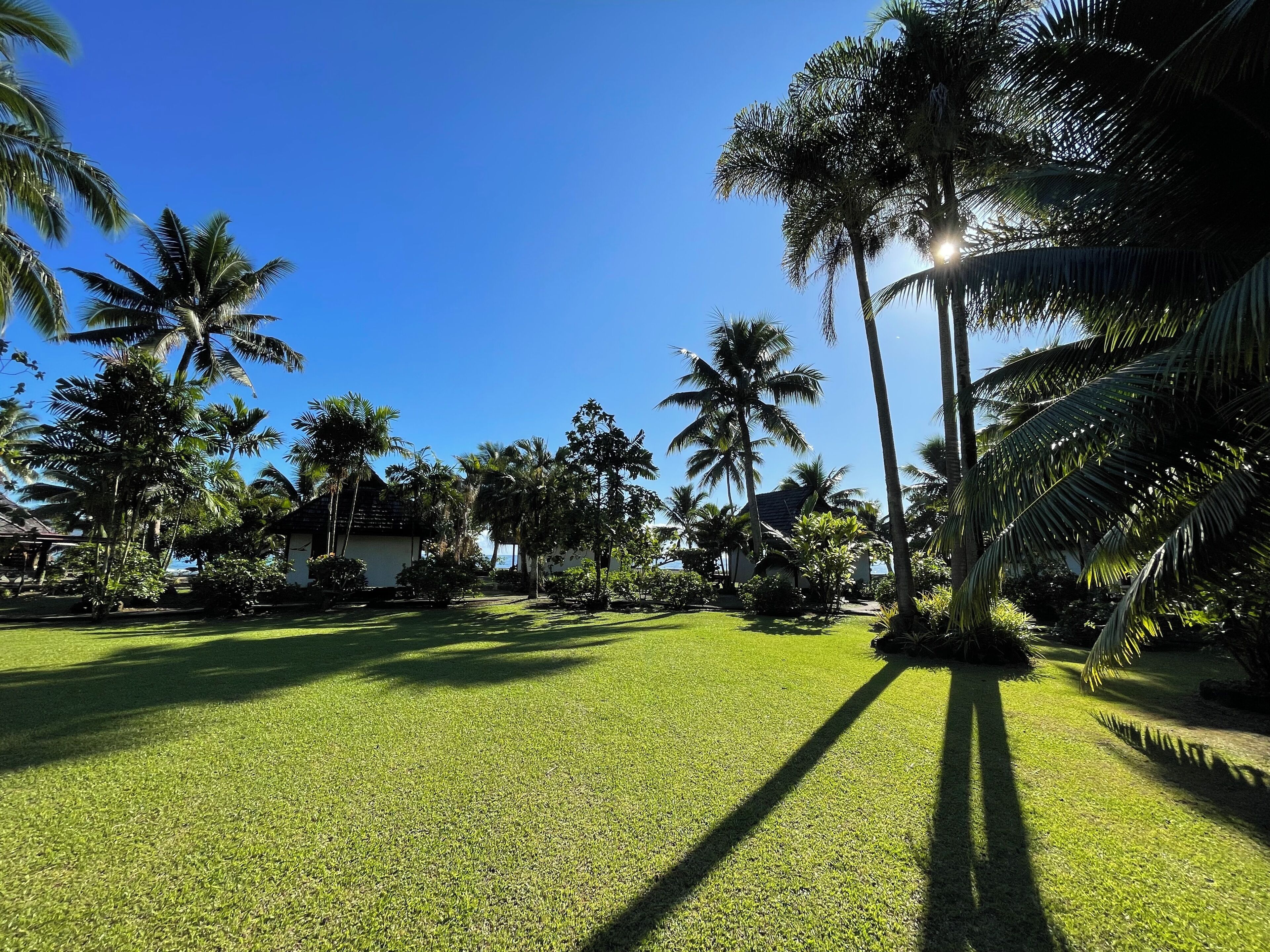 A well-maintained lawn with tall palm trees and a clear blue sky.