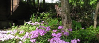 La Forest De Nome Karuizawa
