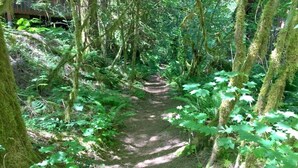 A forested path with dense foliage and moss-covered trees.