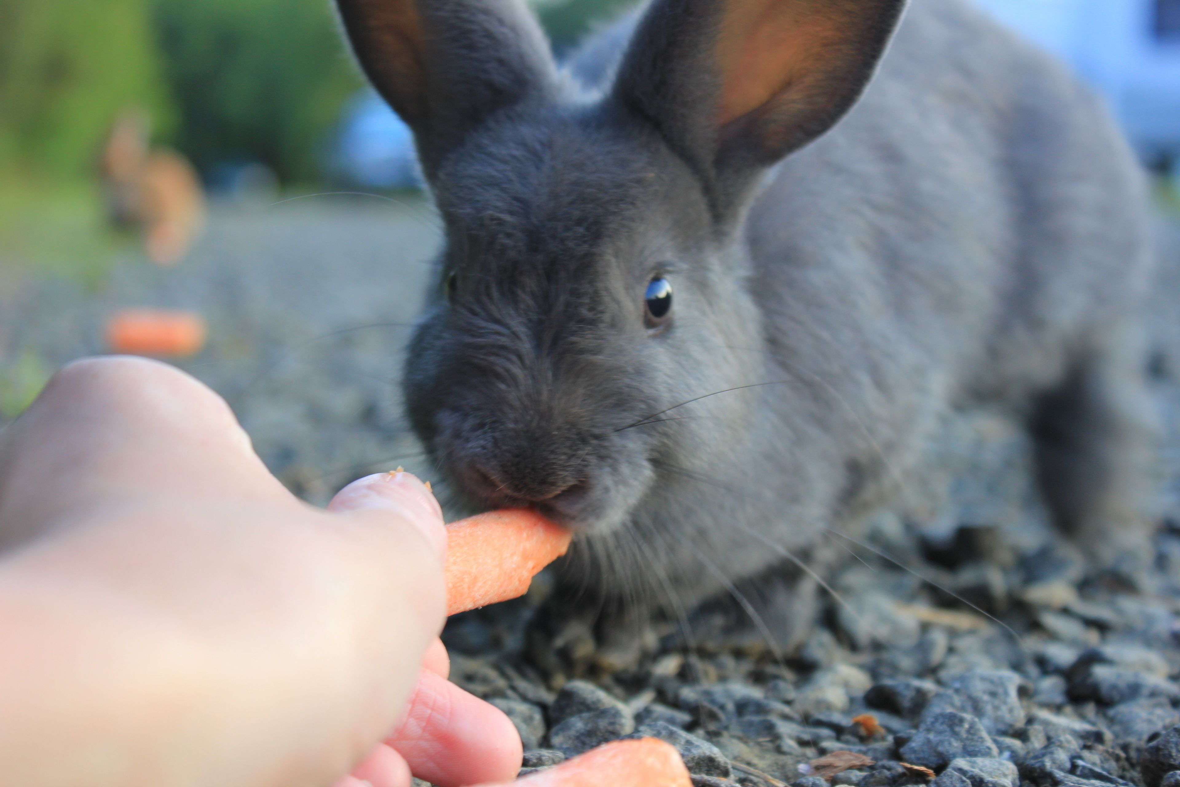 A close-up of a rabbit eating a carrot.