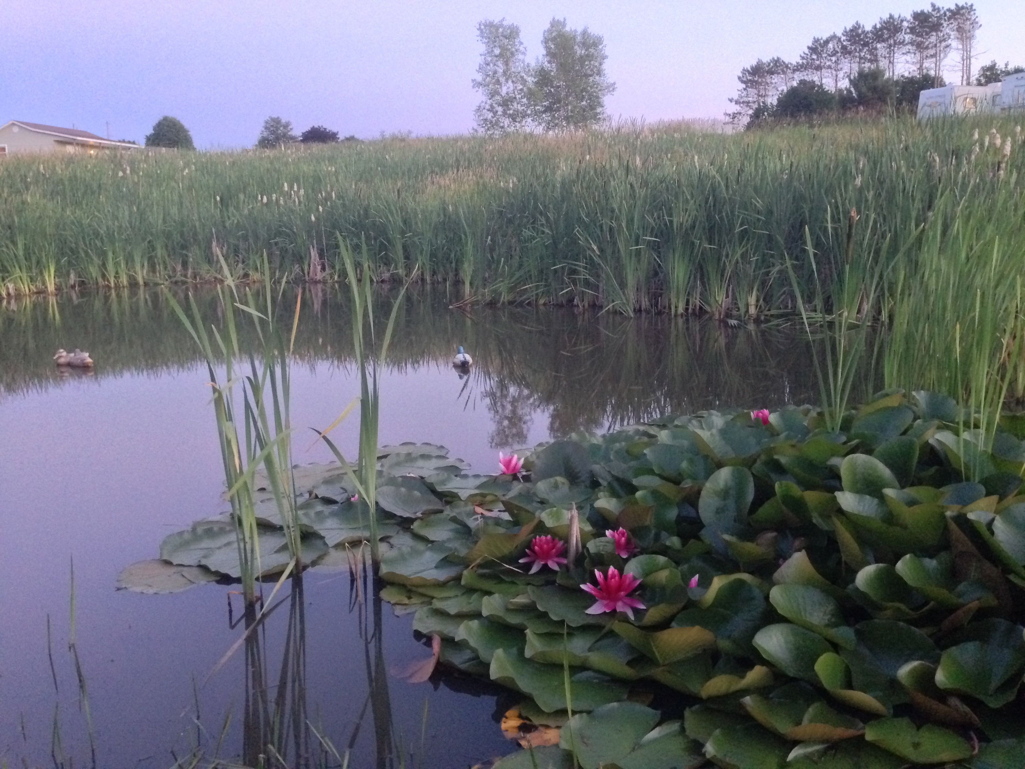 Ein Teich mit Seerosen und Wasserlinsen, umgeben von hohem Gras und Bäumen.