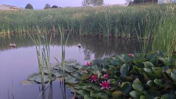Ein Teich mit Seerosen und Wasserlinsen, umgeben von hohem Gras und Bäumen.