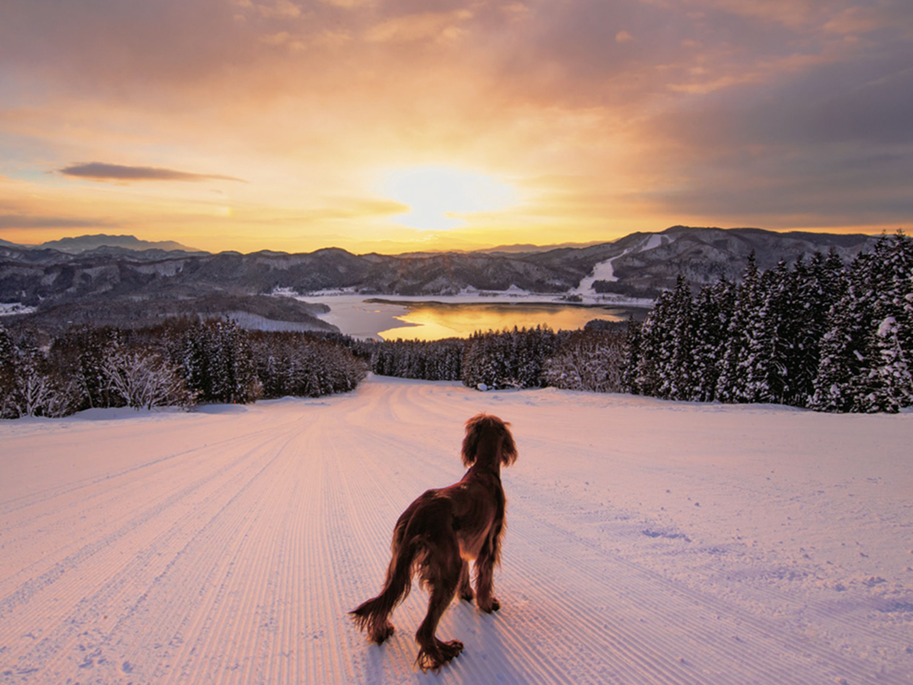 A snowy landscape with a dog in the foreground and a lake in the background.
