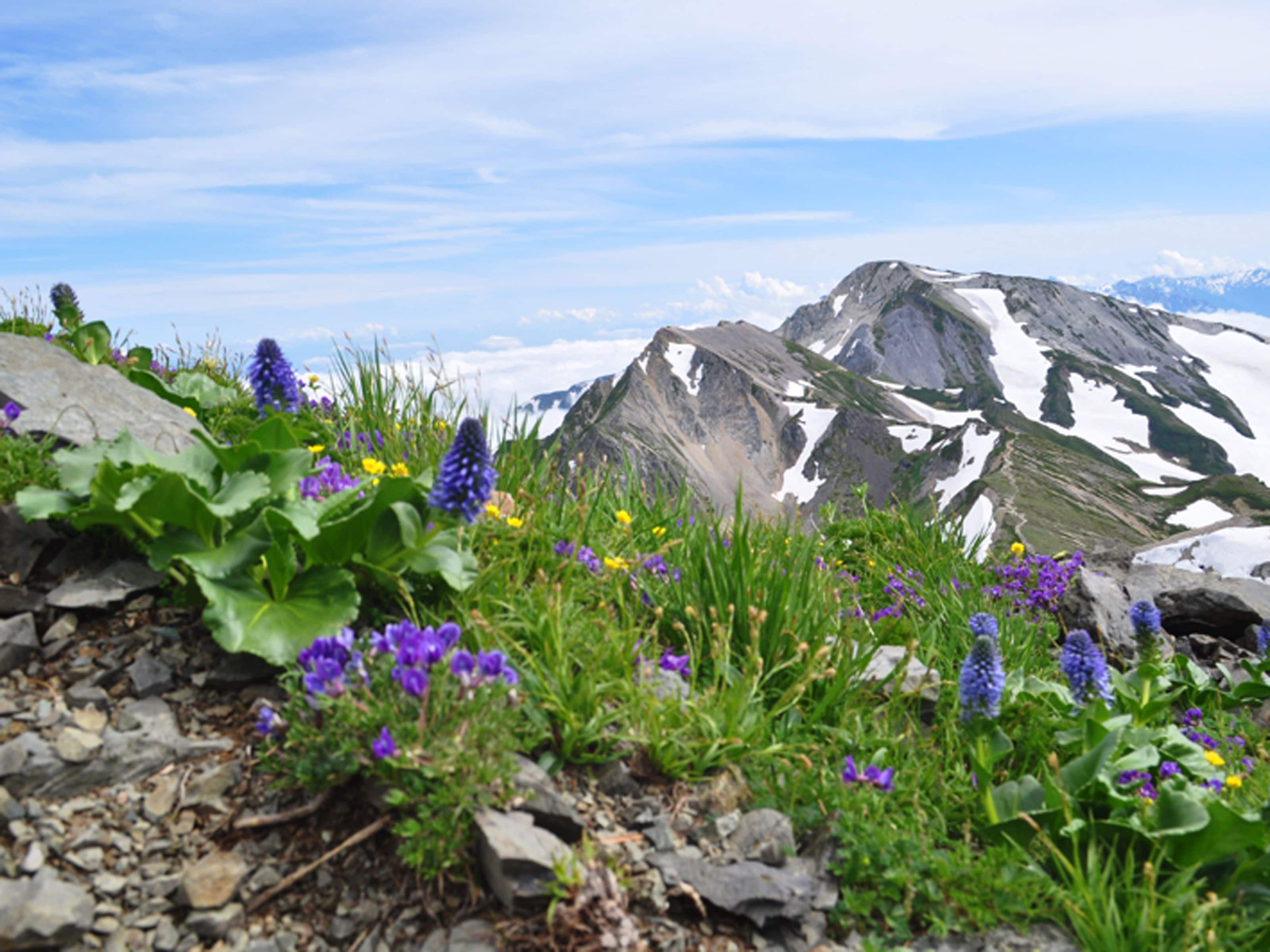 A mountainous landscape with rocky terrain and wildflowers.