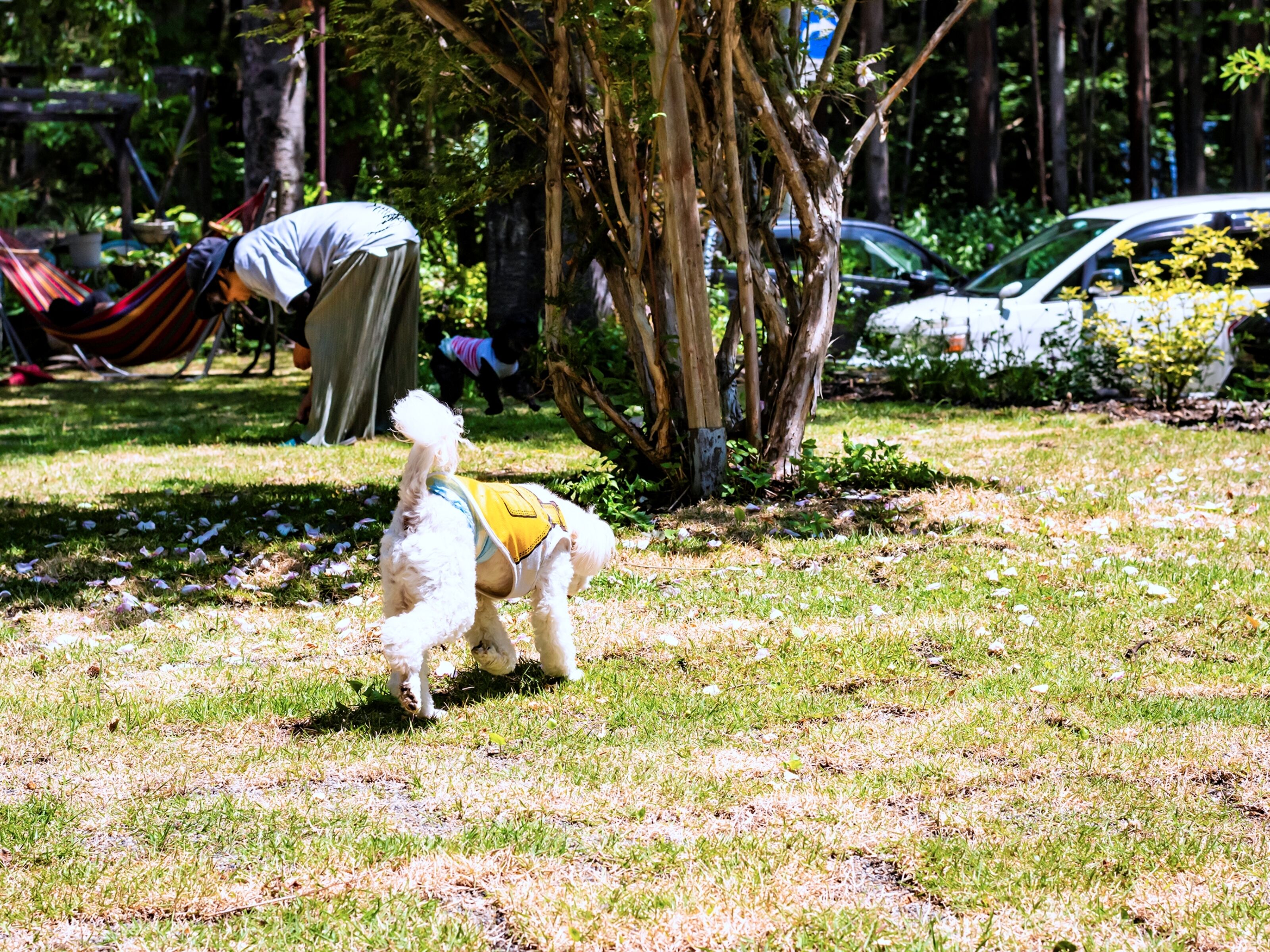 A small white dog with a yellow vest walking on grass.