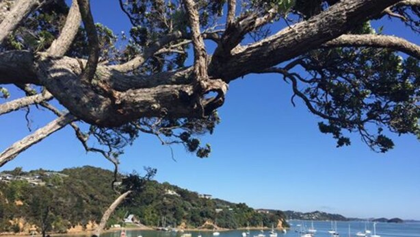 A coastal scene with boats on calm water, a tree with sprawling branches, and a hilly landscape in the background. - Opua Boutique Seaview Motel (Opua)