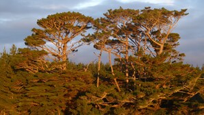 A dense forest of pine trees with a clear sky above. - Pupu Rangi Nature Sanctuary - Conservation Area (Donnellys Crossing)