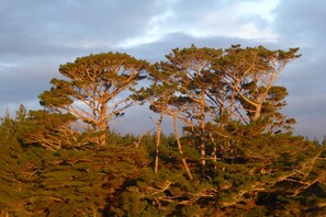 View from property - Pupu Rangi Nature Sanctuary - Conservation Area (Donnellys Crossing)