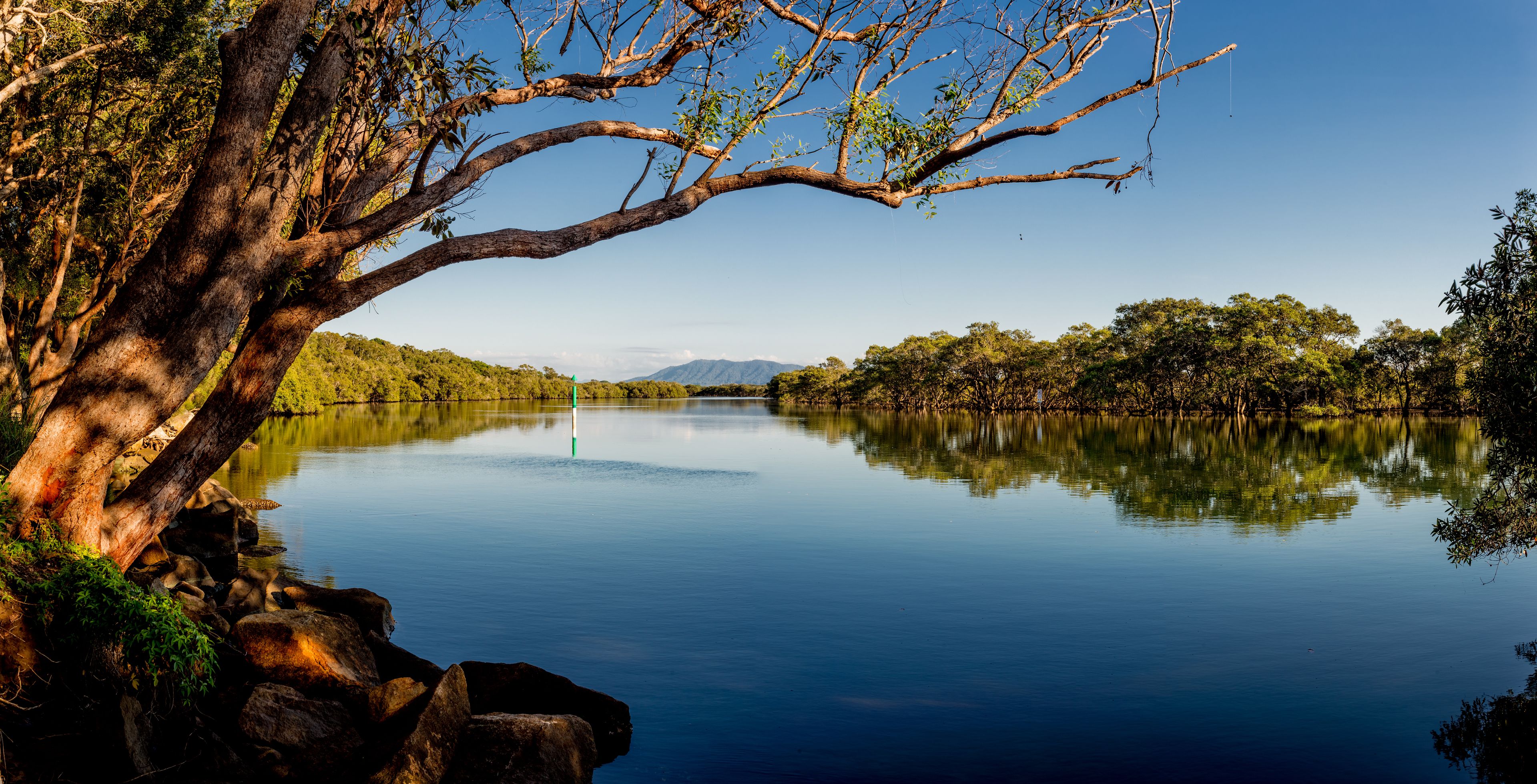 A calm lake with a large tree branch overhanging the water.