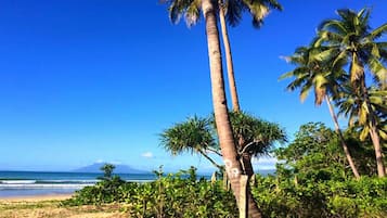 Une plage bordée de palmiers, sous un ciel bleu et dégagé.