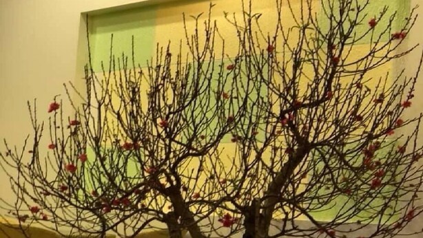 A potted tree with a blue light base in a room with a yellow chair and a wall-mounted light fixture. - Noi Bai Hotel (Hanoi)