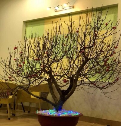 Noi Bai Hotel