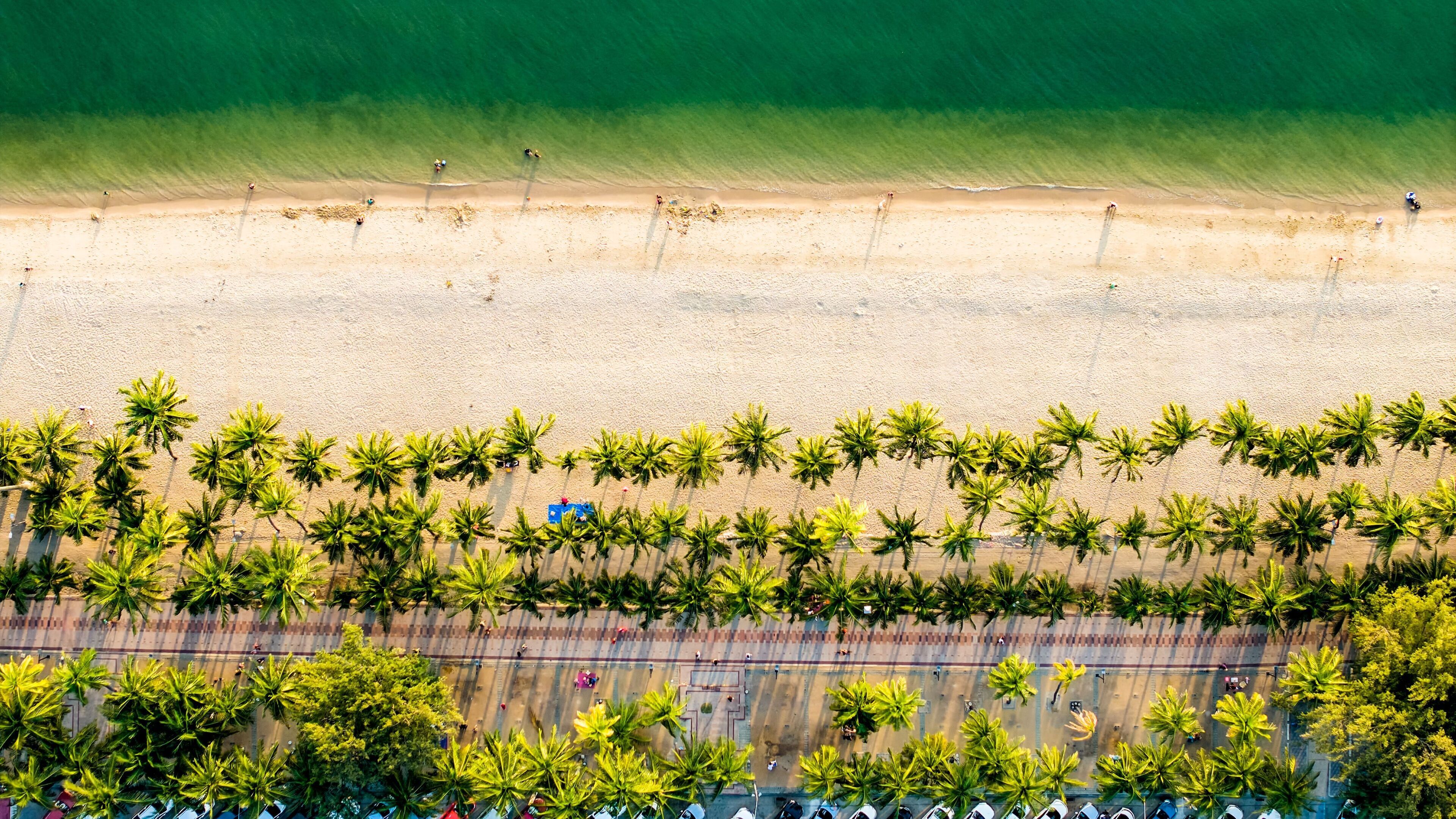 An aerial view of a beach with rows of palm trees and a road parallel to the shore.