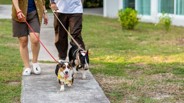 A person walking two dogs on leashes on a concrete path. - Bangsaen Heritage Hotel (Chonburi)