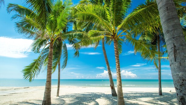 Una playa con palmeras y un cielo azul despejado.
