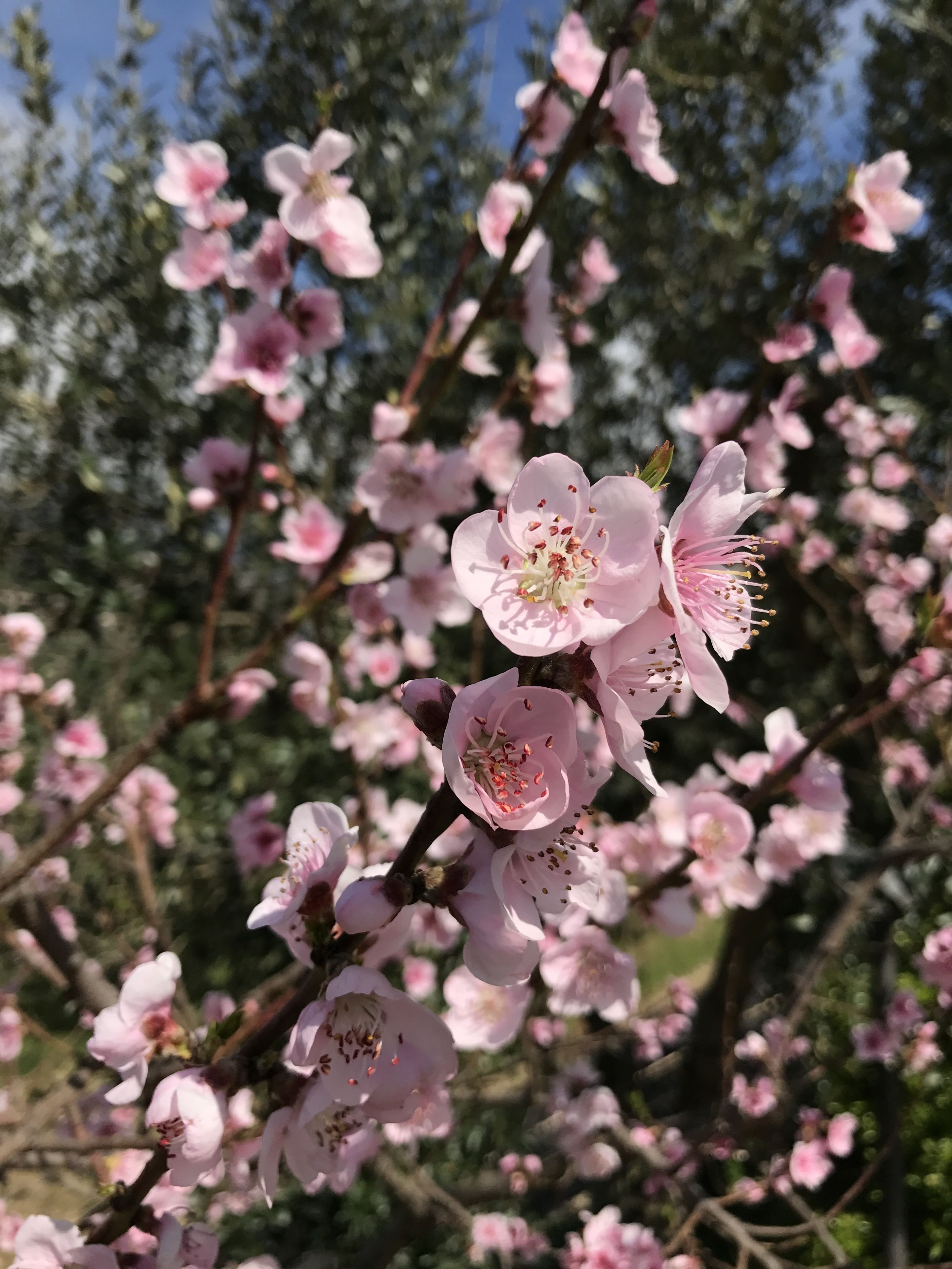 Een close-up van roze bloesem aan een tak.