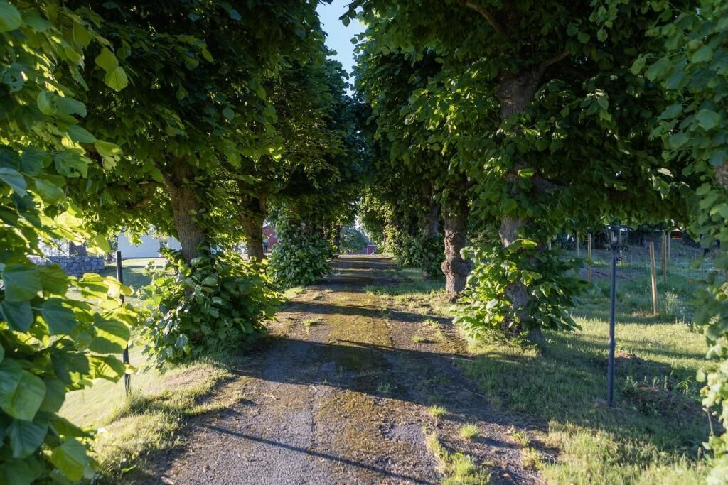 Een pad, afgegrensd door bomen, dat leidt naar een gebouw in de verte.