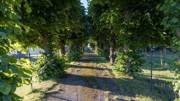 Een pad, afgegrensd door bomen, dat leidt naar een gebouw in de verte.