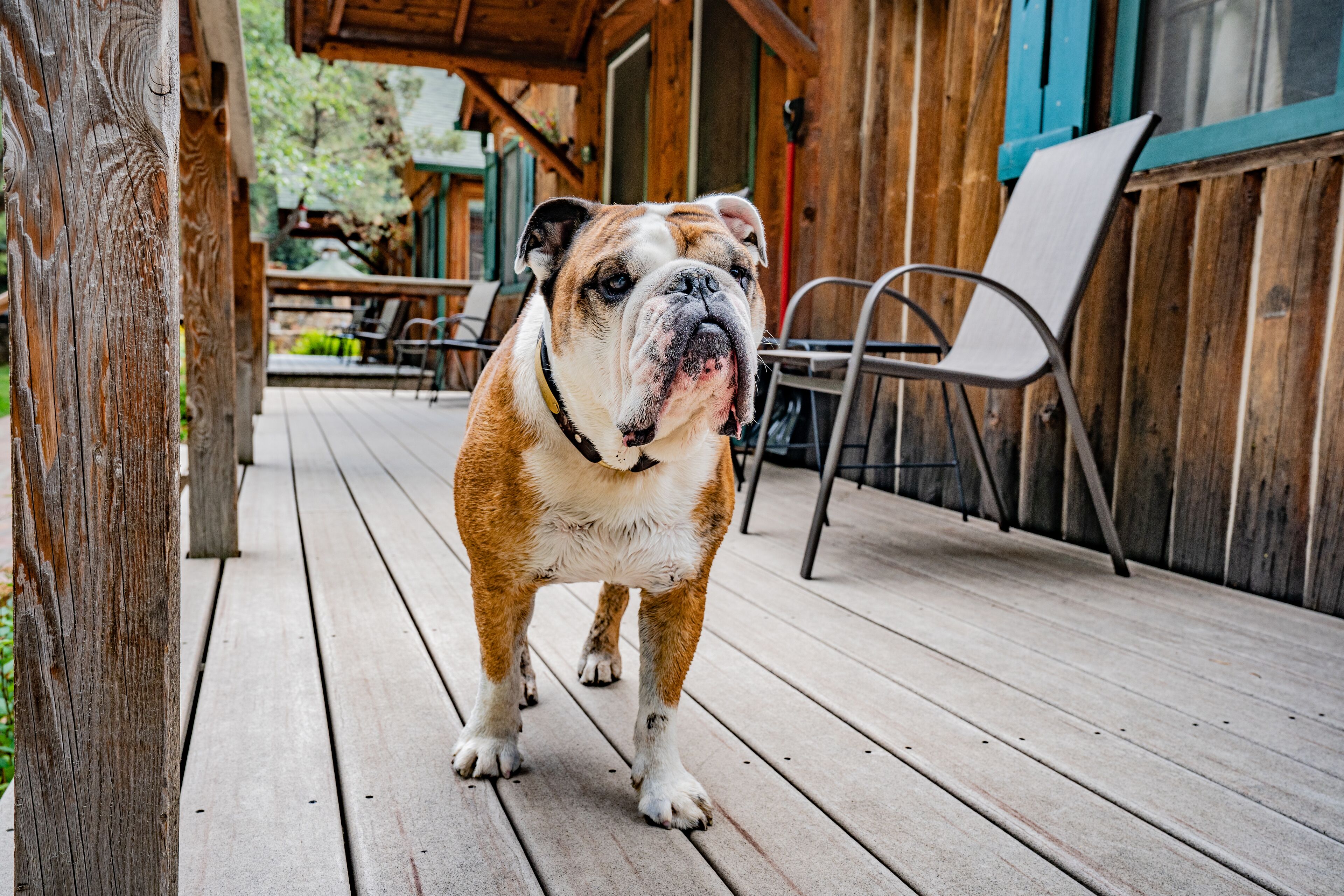 Una terraza de madera con un perro de pie en el centro.