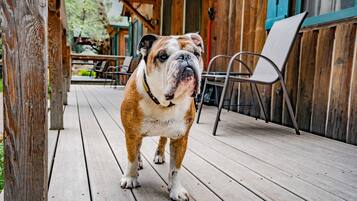 A wooden deck with a dog standing in the center.