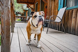 Pet-friendly - Colorado Bear Creek Cabins (Evergreen)