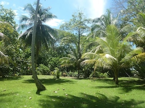 A lush garden with palm trees and a well-maintained lawn. - Finca El Regalo (Acandi)