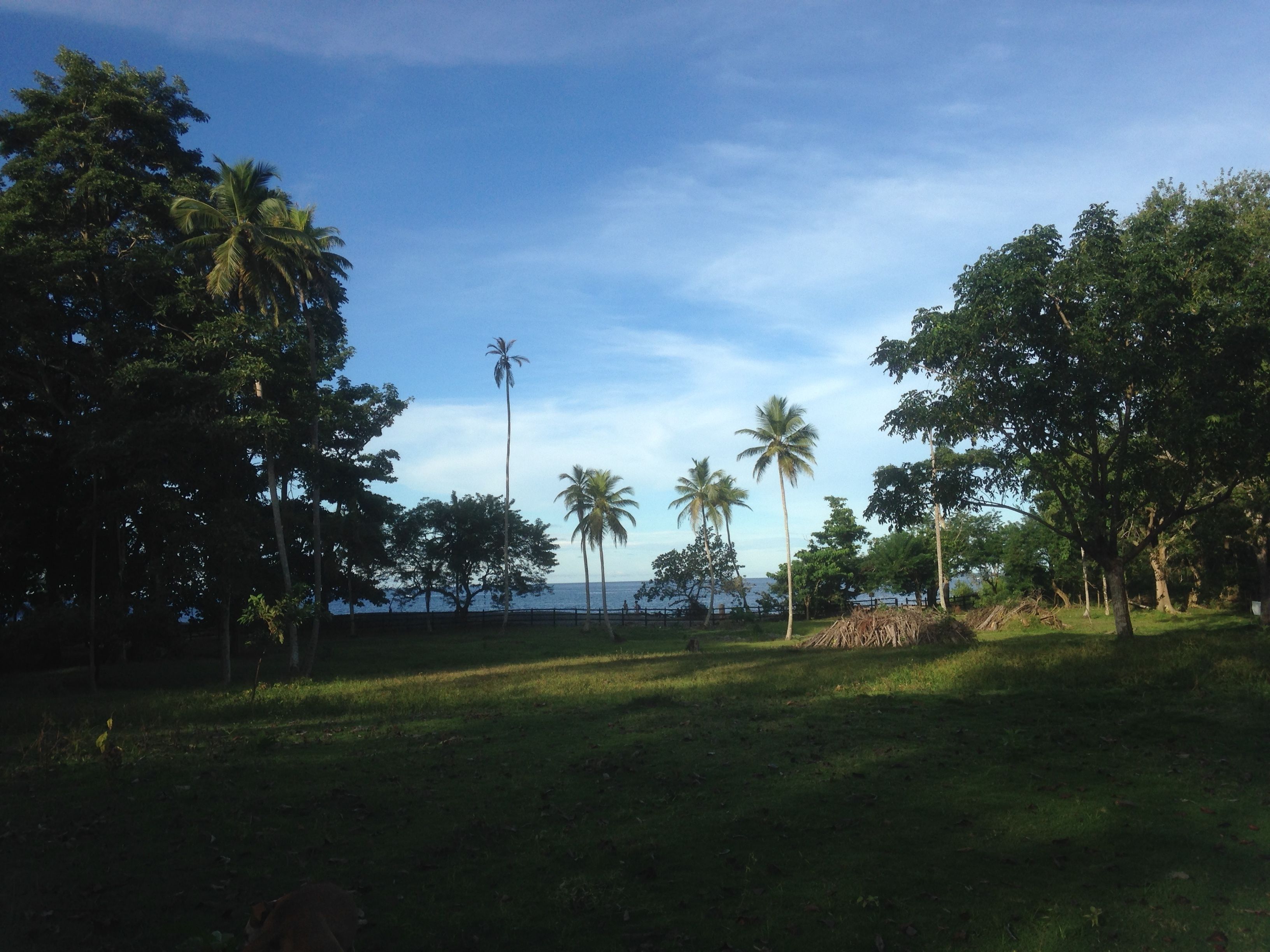 Un espacio con césped, palmeras y vistas al mar.