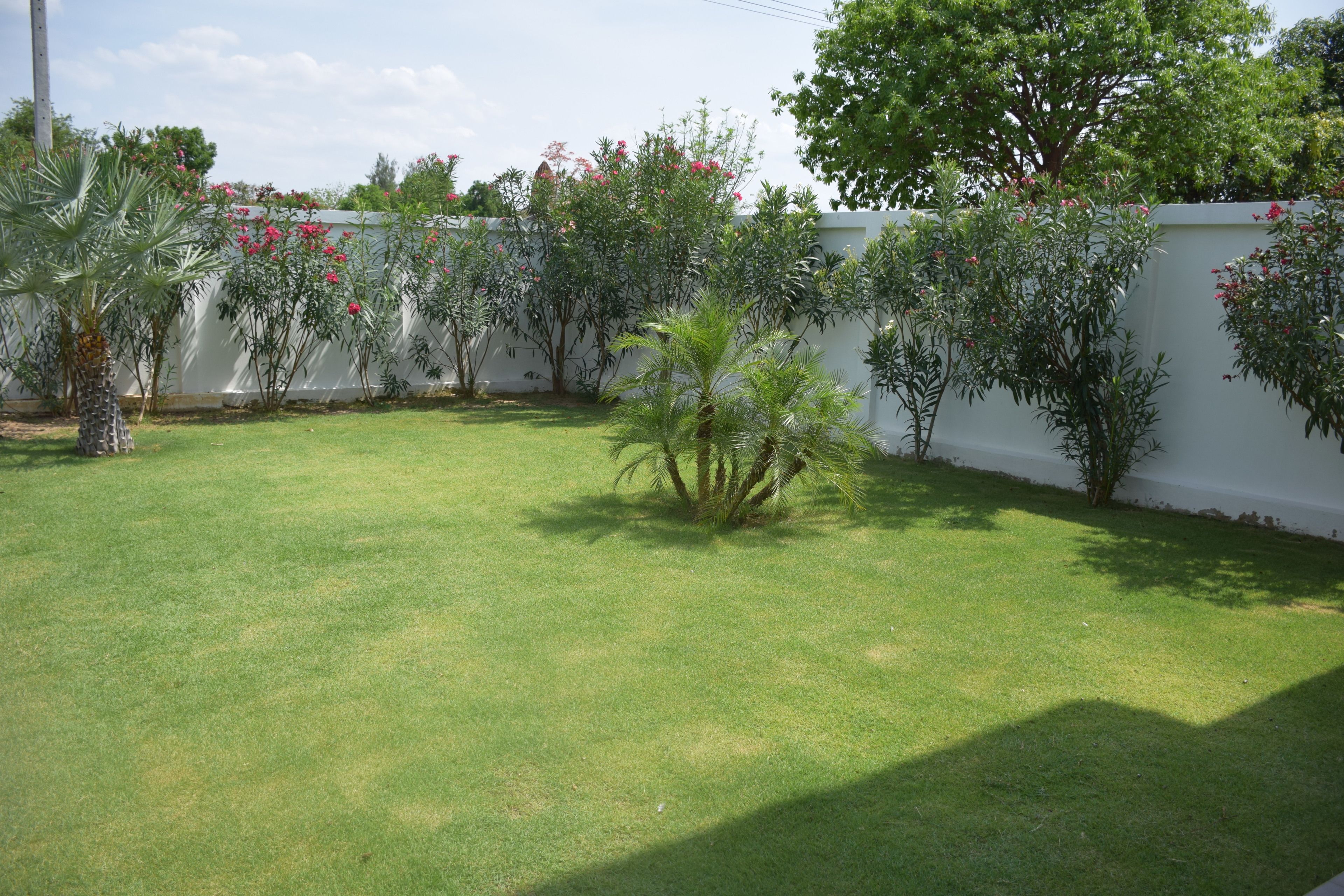 A well-maintained grassy yard with a palm tree, various shrubs, and a white wall in the background.