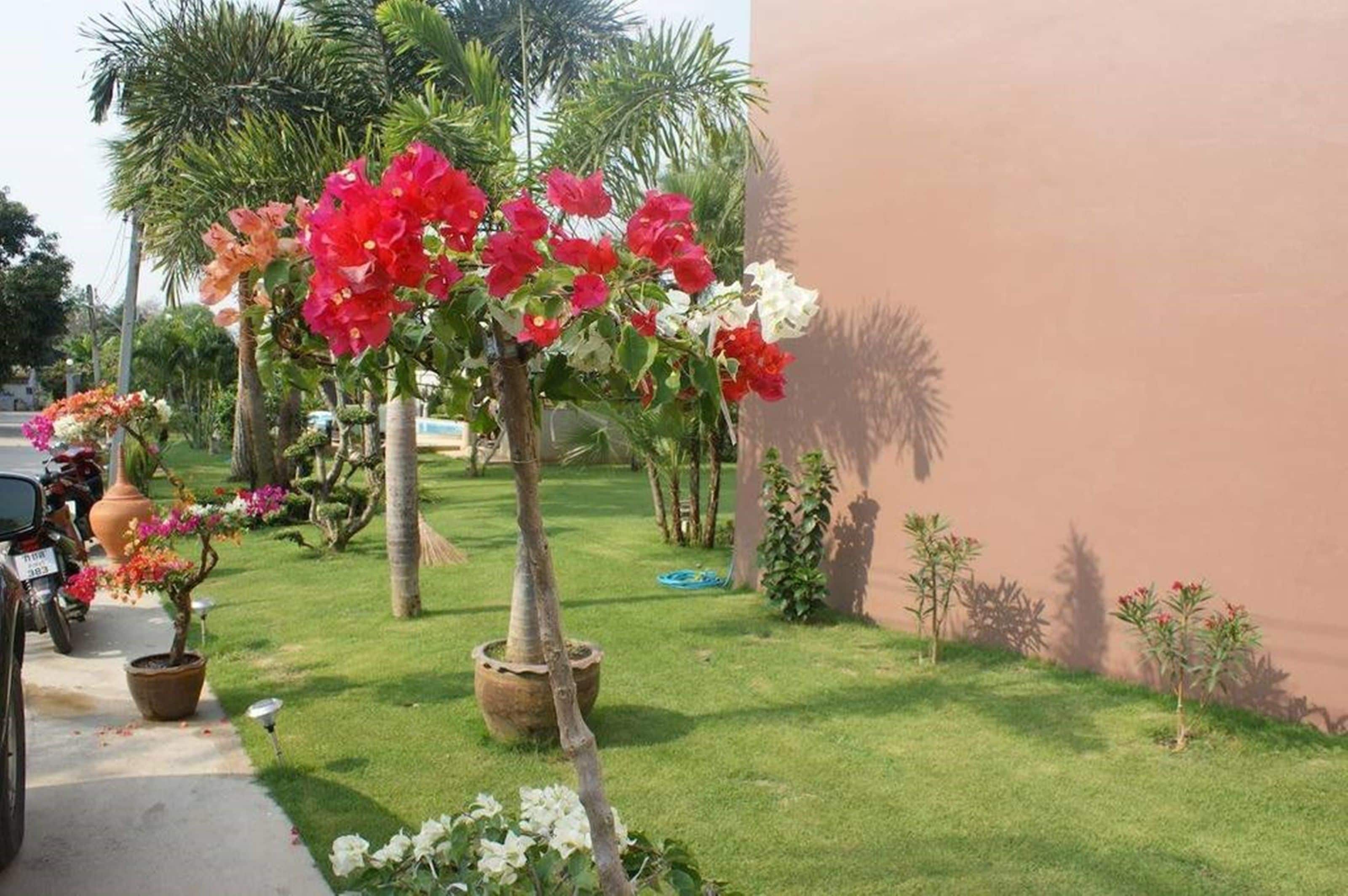 A garden with potted plants and a palm tree.