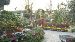 A garden center with various potted plants and flowers. - Residenza I Ciclamini (Rome)