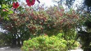 Un jardin agrémenté d’un bac à fleurs en pierre, de divers arbustes et d’une fleur rouge.